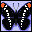 Butterfly03