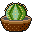 Cactus2