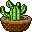 Cactus5